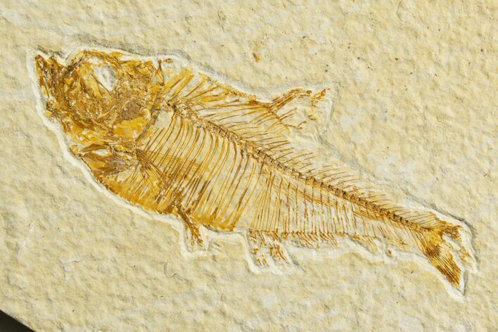 Detailed Fossil Fish (Diplomystus) - Wyoming #333797